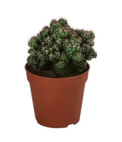 Kakteen-Set - Cactaceae, Verschiedene Sorten, 3-teilig -Blumen Geschaft 8561516 WE FS 003 Kakteen3 SetT12