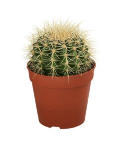 Kakteen-Set - Cactaceae, Verschiedene Sorten, 3-teilig -Blumen Geschaft 8561516 WE FS 004 Kakteen3 SetT12