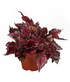 Blattbegonien-Set - Begonia Rex Hybriden, 3-teilig -Blumen Geschaft 8561524 WE FS 003 Blattbegonien3 SetT12