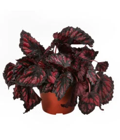 Blattbegonien-Set - Begonia Rex Hybriden, 3-teilig -Blumen Geschaft 8561524 WE FS 004 Blattbegonien3 SetT12