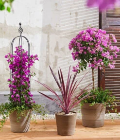 Drillingsblume, Pyramide/Spalier -Blumen Geschaft 8583684 8684482 WE MO 003 KuebelpflanzenBougainvilleaCordyline