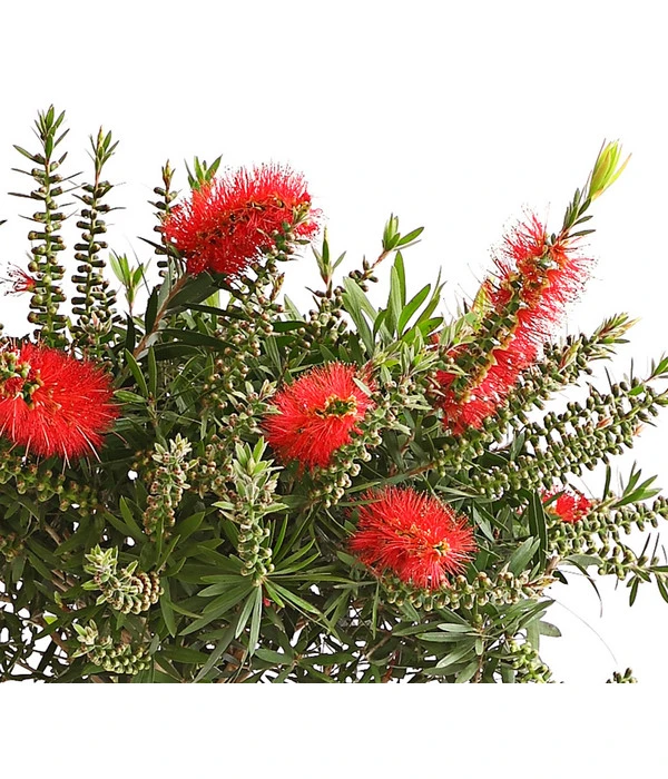 Zylinderputzer, Stämmchen – Bild 2