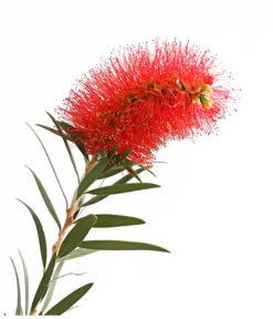 Zylinderputzer, Stämmchen -Blumen Geschaft 8584054 WE DE 001 CallistemonBuschT18DehnerExpressHerzig