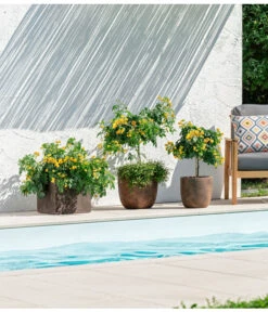 Gewürzrinde, Stämmchen -Blumen Geschaft 8584138 PR MO 001 CassiaGewuerzrinde