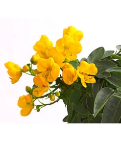 Gewürzrinde, Stämmchen -Blumen Geschaft 8584138 WE DE 001 GewuerzrindeSennaCorymbosaCassiaT17DehnerExpressHerzig