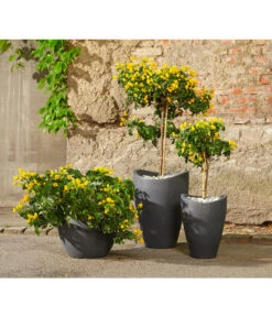 Gewürzrinde, Stämmchen -Blumen Geschaft 8584153 8584138 8584203 PR MO 001 Cassia