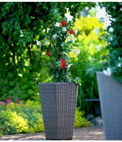 Dipladenien-Duo, Pyramide -Blumen Geschaft 8585622 8585655 we MO 001 Kuebelpflanzen herzig 3335