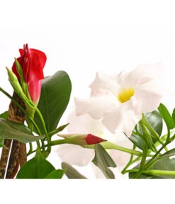 Dipladenien-Duo, Pyramide -Blumen Geschaft 8585622 WE DE 001 DipladenieDipladeniaTwinPyramideT17OWDehnerExpressHerzig