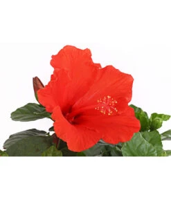 Zimmerhibiskus - Hibiscus Rosa-sinensis, Stämmchen, Verschiedene Sorten -Blumen Geschaft 8587347 PR DE 002 HibiscusStammMixT17DehnerExpressHerzig