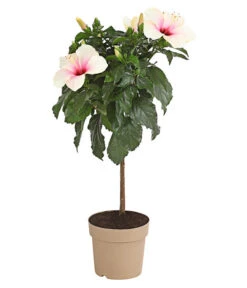 Zimmerhibiskus - Hibiscus Rosa-sinensis, Stämmchen, Verschiedene Sorten -Blumen Geschaft 8587347 PR FS 003 HibiscusStammMixT17DehnerExpressHerzig