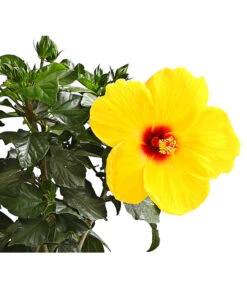 Zimmerhibiskus - Hibiscus Rosa-sinensis, Stämmchen, Verschiedene Sorten -Blumen Geschaft 8587347 WE DE 002 HibiskusHibiscusStammMixT17DehnerExpressHerzig
