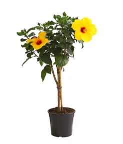 Zimmerhibiskus - Hibiscus Rosa-sinensis, Stämmchen, Verschiedene Sorten -Blumen Geschaft 8587347 WE FS 002 HibiskusHibiscusStammMixT17OWDehnerExpressHerzig