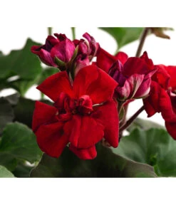 Stehende Geranie, Rot -Blumen Geschaft 8587669 DE FS 001 PelargonienZonaleT23Geranie