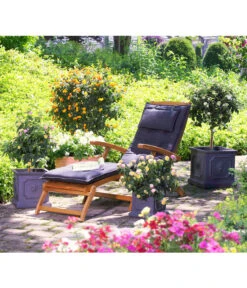 Wandelröschen, Solitärstamm -Blumen Geschaft 8588196 8595910 8589442 8588451 PR MO 004 LeichtbetonTopfEckigKuebelpflanzenBlumenparkKatalog2016