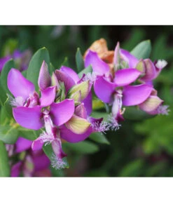 Kreuzblume, Stämmchen -Blumen Geschaft 8590994 PR DE 001 PolygalaMyrtifoliaKreuzblumePixabay