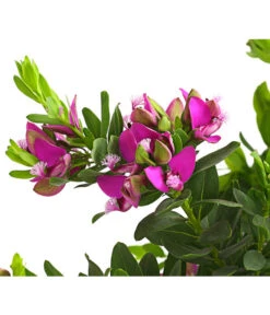 Kreuzblume, Stämmchen -Blumen Geschaft 8590994 WE DE 001 KreuzbluemchenPolygalaStammLilaT17DehnerExpressHerzig