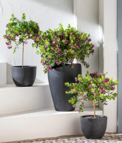 Kreuzblume, Stämmchen -Blumen Geschaft 8590994 WE MO 001 KreuzblumePolygalsStamm