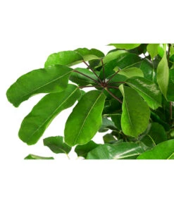 Queensland-Strahlenaralie - Schefflera Actinophylla 'Amate' -Blumen Geschaft 8591257 WE DE 001 ScheffleraAmateTuffT30