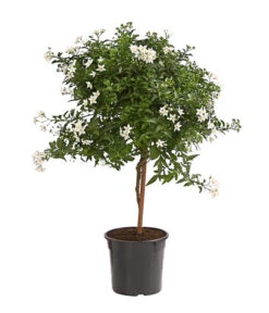 Jasminblütiger Nachtschatten, Stämmchen