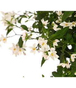 Jasminblütiger Nachtschatten, Stämmchen -Blumen Geschaft 8591703 WE DE 001 SolamumJasminoidesStammT20DehnerExpressHerzig