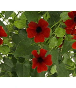 Schwarzäugige Susanne, Pyramide -Blumen Geschaft 8591950 PR DE 001 ThunbergiaPyramideT17DehnerExpressHerzig