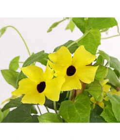 Schwarzäugige Susanne, Pyramide -Blumen Geschaft 8591950 PR DE 002 ThunbergiaPyramideT17DehnerExpressHerzig