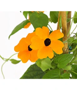 Schwarzäugige Susanne, Pyramide -Blumen Geschaft 8591950 PR DE 003 ThunbergiaPyramideT17DehnerExpressHerzig