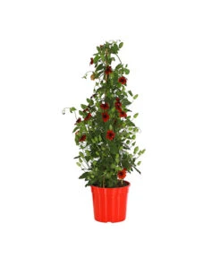 Schwarzäugige Susanne, Pyramide -Blumen Geschaft 8591950 PR FS 001 ThunbergiaPyramideT17DehnerExpressHerzig