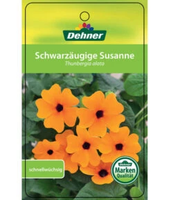 Schwarzäugige Susanne, Pyramide -Blumen Geschaft 8591950 SchwarzaeugigeSusanne Etikett 1