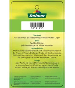 Schwarzäugige Susanne, Pyramide -Blumen Geschaft 8591950 SchwarzaeugigeSusanne Etikett 2