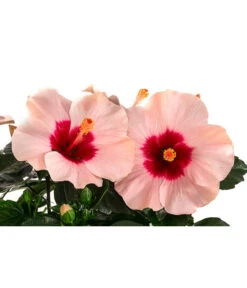 Hibiskus In Schale, Verschiedene Sorten -Blumen Geschaft 8595225 WE DE 002 HibiskusSchaleT21