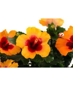 Hibiskus In Schale, Verschiedene Sorten -Blumen Geschaft 8595225 WE DE 003 HibiskusSchaleT21