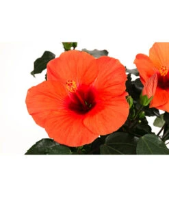 Hibiskus In Schale, Verschiedene Sorten -Blumen Geschaft 8595225 WE DE 004 HibiskusSchaleT21