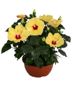 Hibiskus In Schale, Verschiedene Sorten -Blumen Geschaft 8595225 WE FS 001 HibiskusSchaleT21