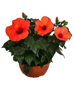 Hibiskus In Schale, Verschiedene Sorten -Blumen Geschaft 8595225 WE FS 004 HibiskusSchaleT21