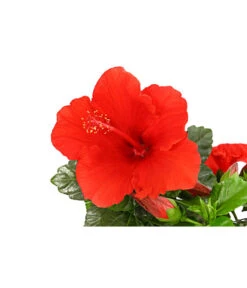 Zimmerhibiskus - Hibiscus Rosa-sinensis, Verschiedene Sorten 14 Zimmerhibiskus - Hibiscus Rosa-sinensis, Verschiedene Sorten -Blumen Geschaft 8595241 PR DE 001 HibiscusMixBuschT17DehnerExpressHerzig
