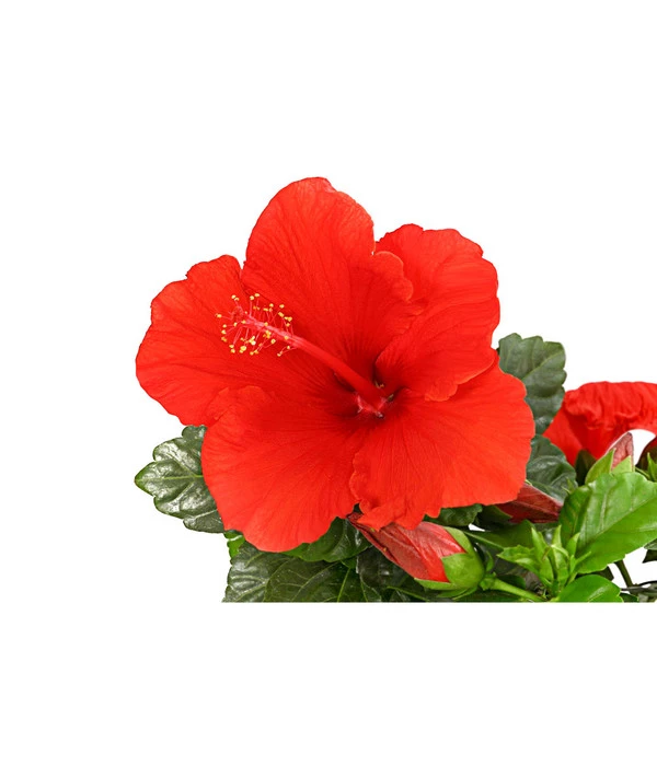 Zimmerhibiskus - Hibiscus Rosa-sinensis, Verschiedene Sorten 7 Zimmerhibiskus - Hibiscus Rosa-sinensis, Verschiedene Sorten – Bild 7