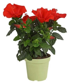 Blumen Geschaft -Blumen Geschaft 8595241 PR FS 001 HibiscusMixBuschT17DehnerExpressHerzig