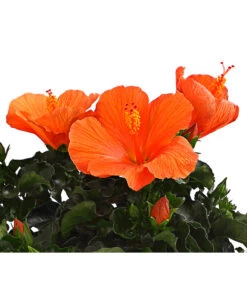 Zimmerhibiskus - Hibiscus Rosa-sinensis, Verschiedene Sorten 15 Zimmerhibiskus - Hibiscus Rosa-sinensis, Verschiedene Sorten -Blumen Geschaft 8595241 WE DE 001 HibiskusHibiscusBuschT17DehnerExpressHerzig