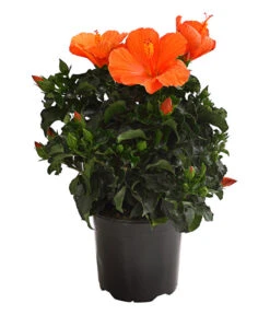 Zimmerhibiskus - Hibiscus Rosa-sinensis, Verschiedene Sorten 10 Zimmerhibiskus - Hibiscus Rosa-sinensis, Verschiedene Sorten -Blumen Geschaft 8595241 WE FS 001 HibiskusHibiscusBuschT17OWDehnerExpressHerzig