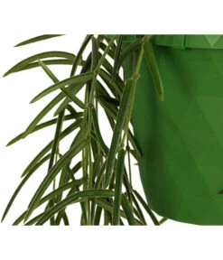 Wachsblume - Hoya Linearis, Ampel -Blumen Geschaft 8598096 WE DE 002 HoyaLinearisAmpelT12