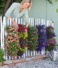 Wandhänger Mit Portulakröschen, Verschiedene Sorten -Blumen Geschaft 8602989 8602997 WE MO 001 BegoniaWandhaenger