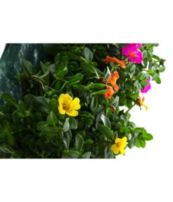 Wandhänger Mit Portulakröschen, Verschiedene Sorten -Blumen Geschaft 8602997 WE DE 001 WandhaengerPortulakroeschenBunt