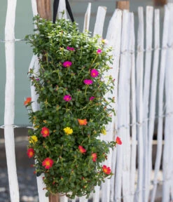Wandhänger Mit Portulakröschen, Verschiedene Sorten -Blumen Geschaft 8602997 WE MO 001 Portulakroeschen
