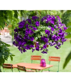 Hängepetunie, Ampel, Verschiedene Sorten, Weiß/pink -Blumen Geschaft 8605164 BildFS 001 JuwelHaengepetunieAmpelHaengepetPurpurJuwAmp