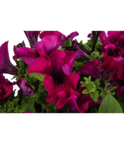 Hängepetunie, Ampel, Verschiedene Sorten, Weiß/pink -Blumen Geschaft 8605164 WE DE 001 HaengepetunieAmpelT35