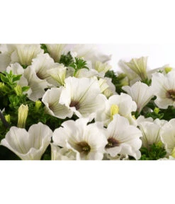 Hängepetunie, Ampel, Verschiedene Sorten, Weiß/pink -Blumen Geschaft 8605164 WE DE 002 HaengepetunieAmpelT35