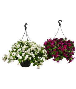 Hängepetunie, Ampel, Verschiedene Sorten, Weiß/pink -Blumen Geschaft 8605164 WE FS 003 HaengepetunieAmpelT35