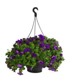 Hängepetunie, Ampel, Verschiedene Sorten, Weiß/pink -Blumen Geschaft 8605164 WE FS 003 HaengepetunieAmpelT35Violett