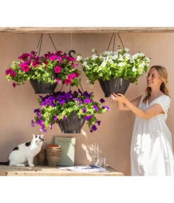 Hängepetunie, Ampel, Verschiedene Sorten, Weiß/pink -Blumen Geschaft 8605164 WE MO 001 HaengepetunieAmpelT35BestofAmpeln
